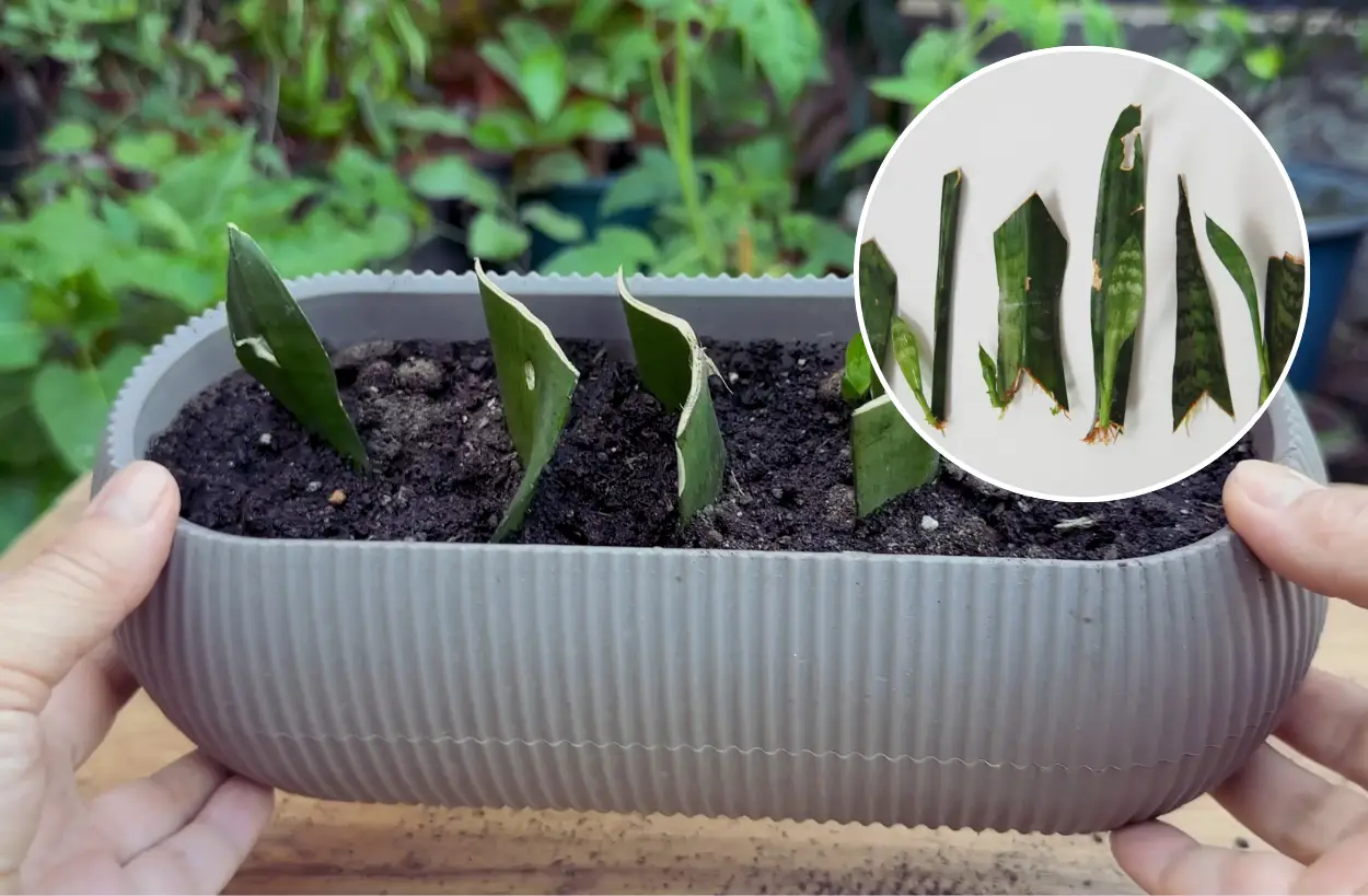 How to Propagate a Snake Plant From Cuttings