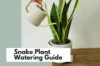How Often to Water a Snake Plant: A Simple Guide