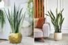 How Often to Water a Snake Plant: A Simple Guide